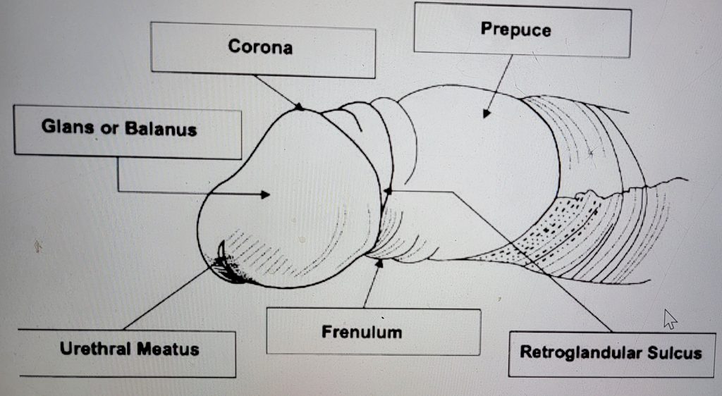 Anatomy of the Penis